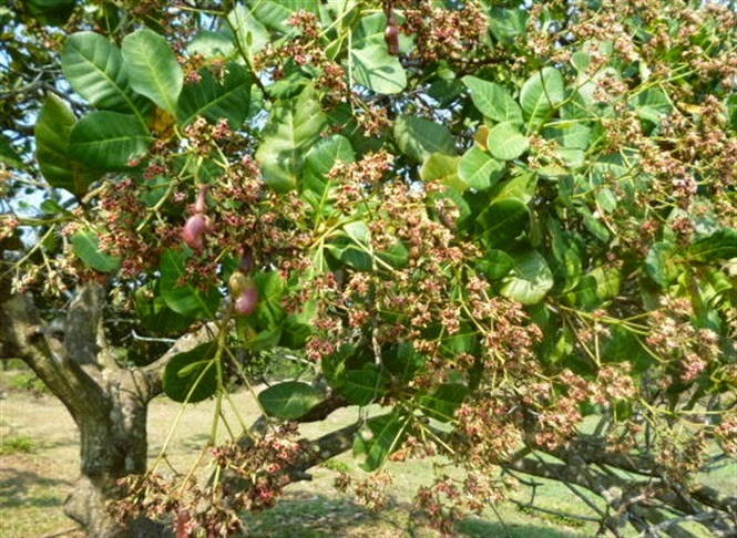 Cây Điều top các loại cây nên trồng tại Bình Thuận